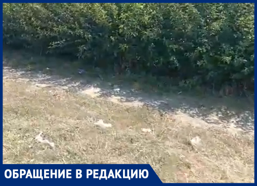 «Вдоль дороги на ГЭС мусорная свалка»: волжанка возмущена действиями земляков