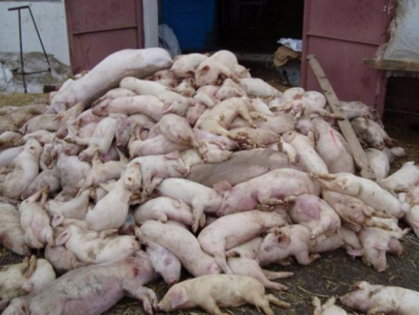 Африканская чума свиней настигла врасплох ветслужбы Среднеахтубинского района