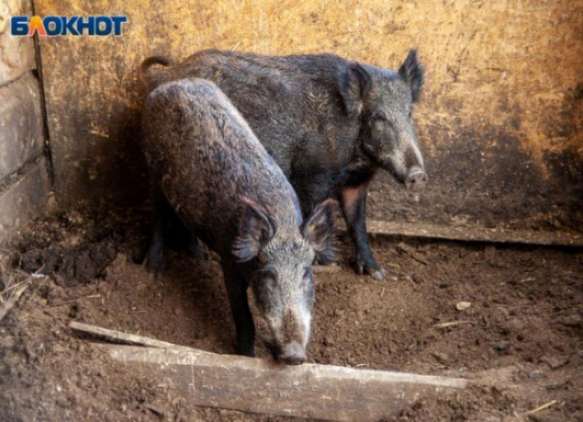 Близ Волжского планируют массовое убийство кабанов 
