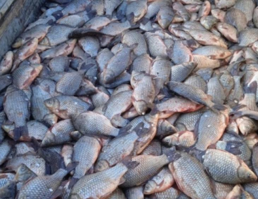 В Волгоградской области браконьеры выловили больше 200 кг рыбы: обвиняемым грозит наказание 