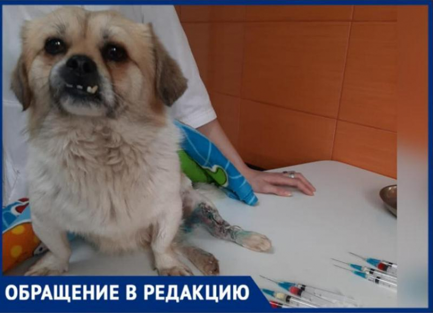 Хозяин бросил изуродованного пса на произвол судьбы в Волжском