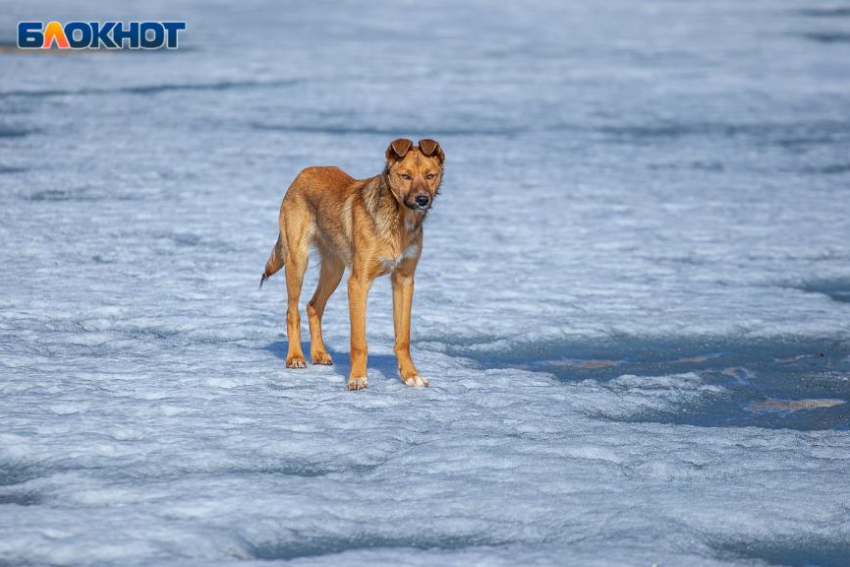 Пасмурный четверг нагрянет в Волжский: погода 