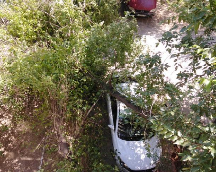 В Волжском от «деревопада» страдают автомобили