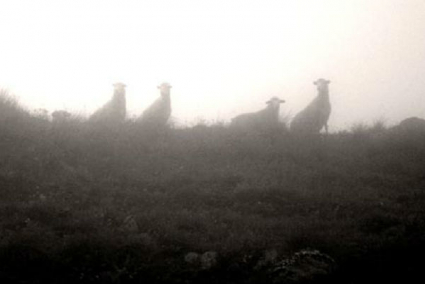 Овцы в тумане: под Волгоградом пропало целое стадо 