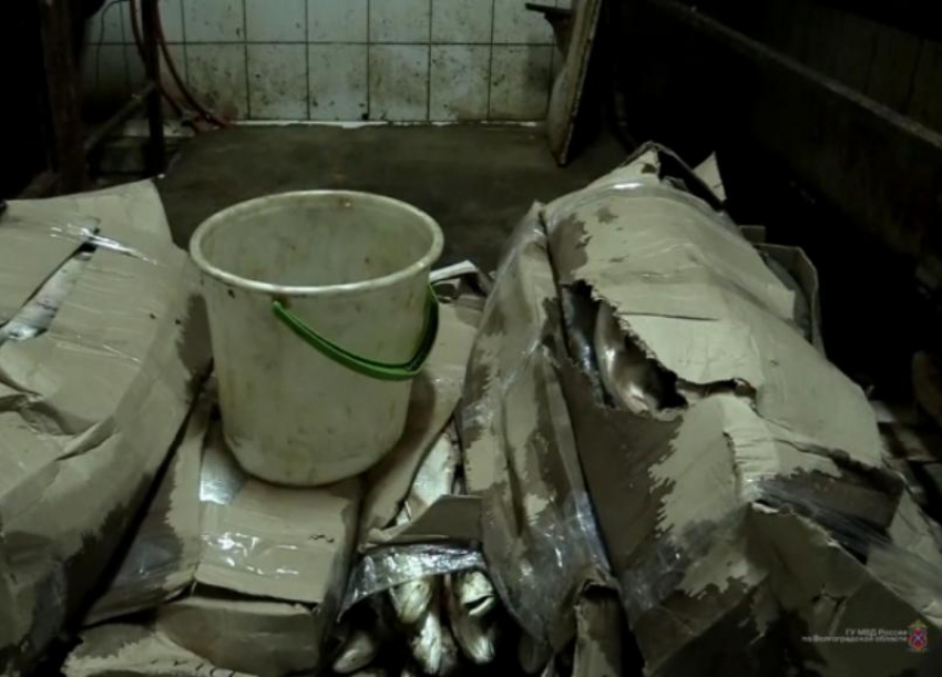 Более 7 тонн нелегальной рыбной продукции изъяли в Волгограде
