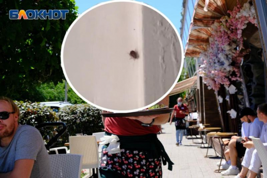 Полчища тараканов разгуливают по кафе «Маруся» в центре Волгограда: видео