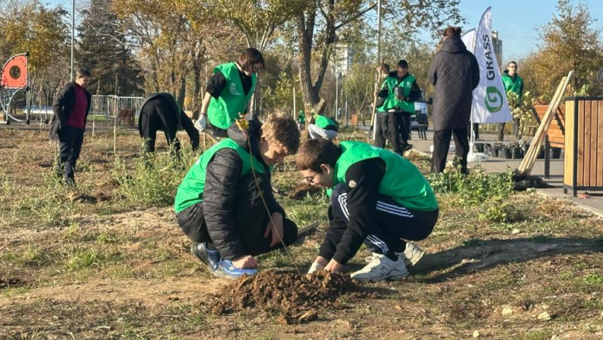 Сотню новых кленов посадили в Волжском 