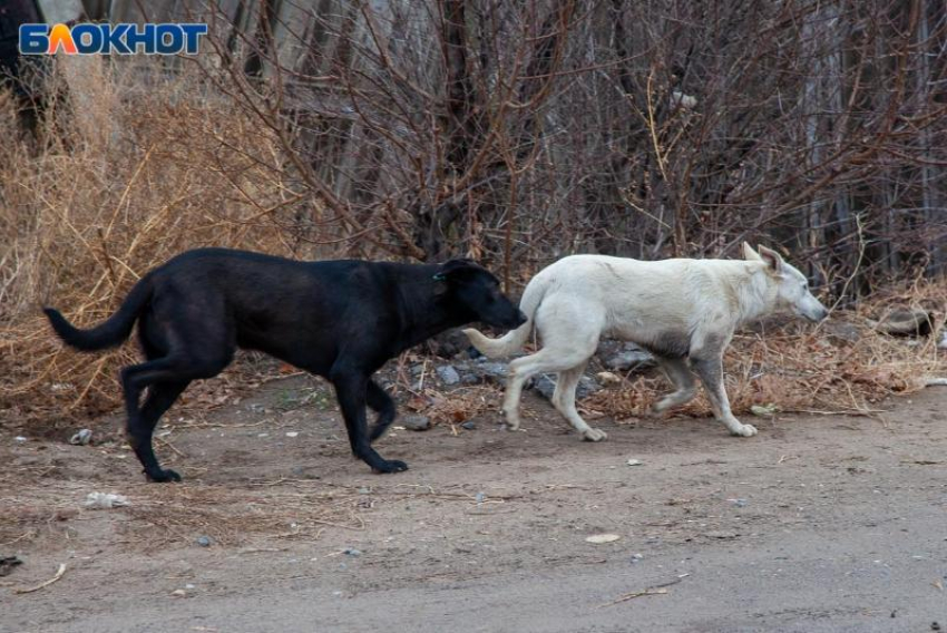 Администрация Волжского объяснила, почему уличных собак не умертвляют