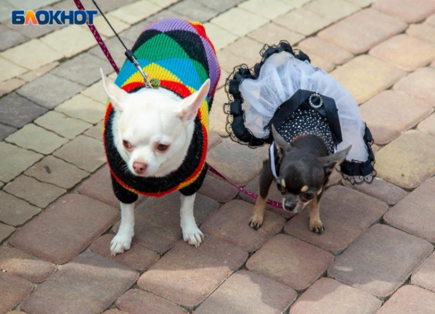 В день уродливой собаки в Волжском будет жарко