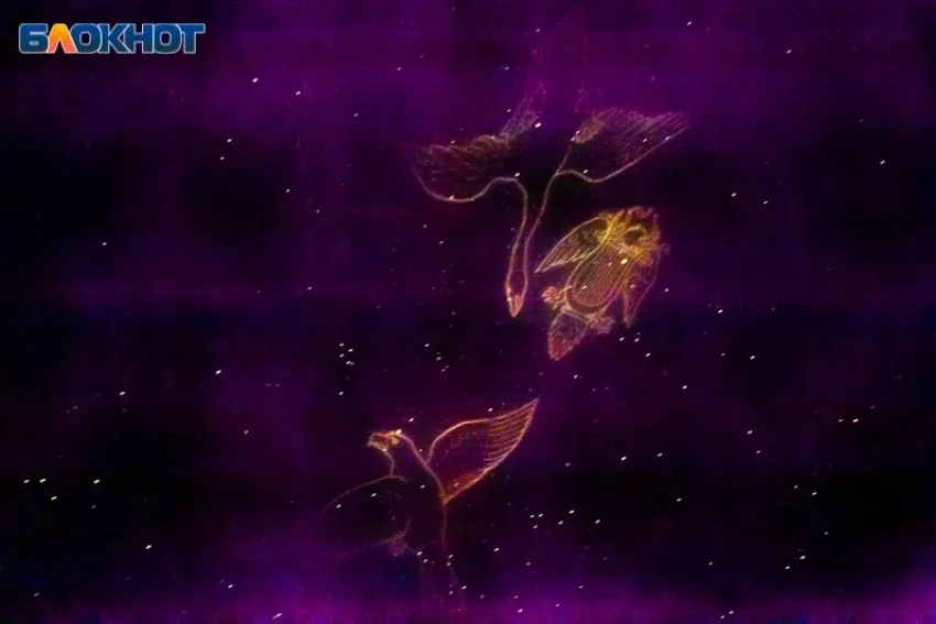 Прилив сил появится после обеда: гороскоп на 27 декабря