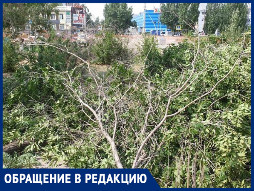 "Спилили молодые вязы ради дизайна",- волжанка