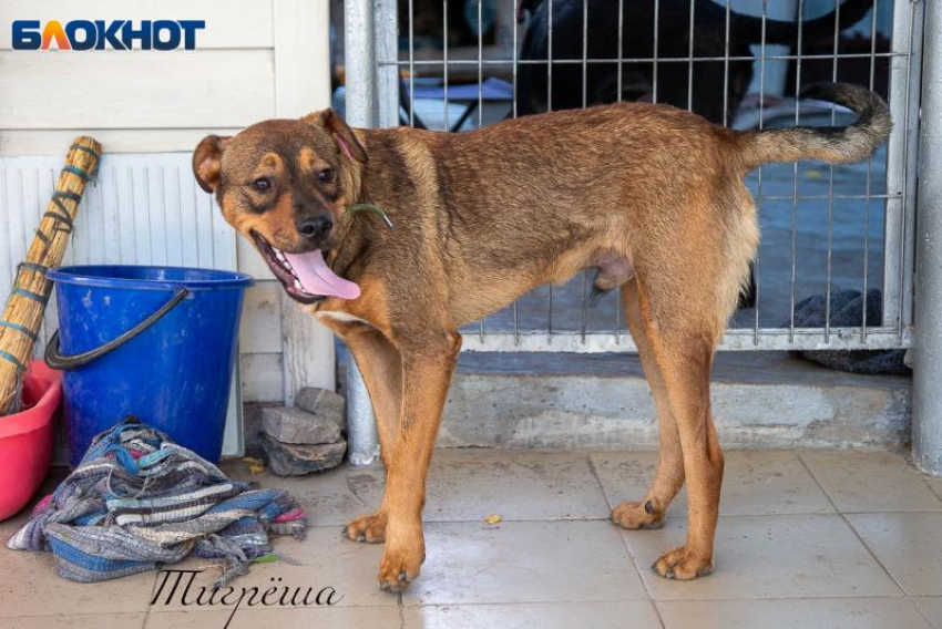 В Волжском можно спасти собак, сдав мусор