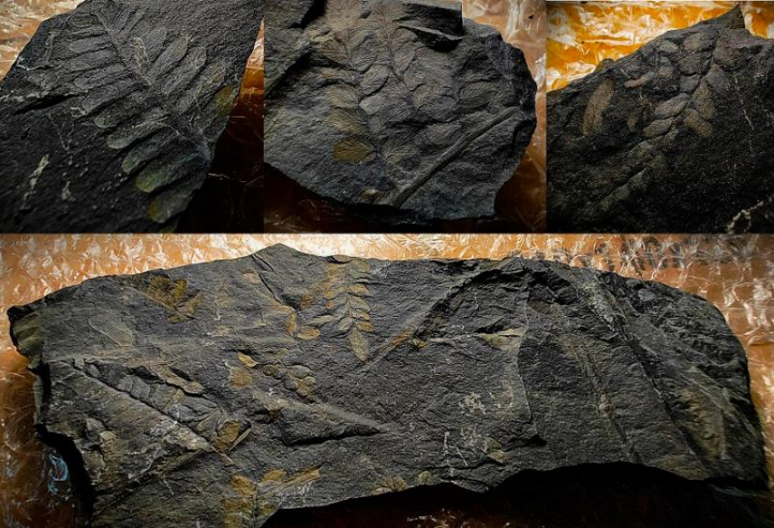 В Волгограде обнаружены окаменелости с отпечатками растений, которым 300 миллионов лет