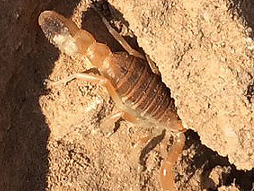 Жуткого скорпиона, только что сбросившего шкуру, встретил волжанин