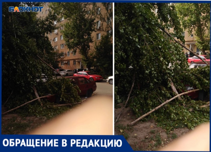 В Волжском дерево упало на машину: УК «МПЖХ» 5  дней не может его убрать