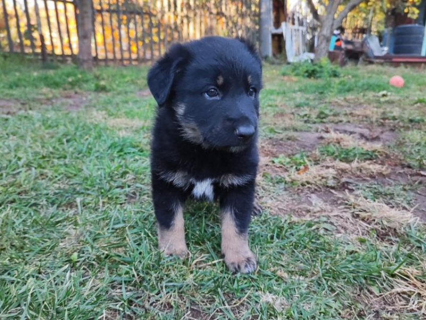 Пять хвостатых малышей ждут своего человека