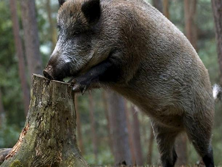 Предок домашней свиньи облюбовал Волгоградскую область