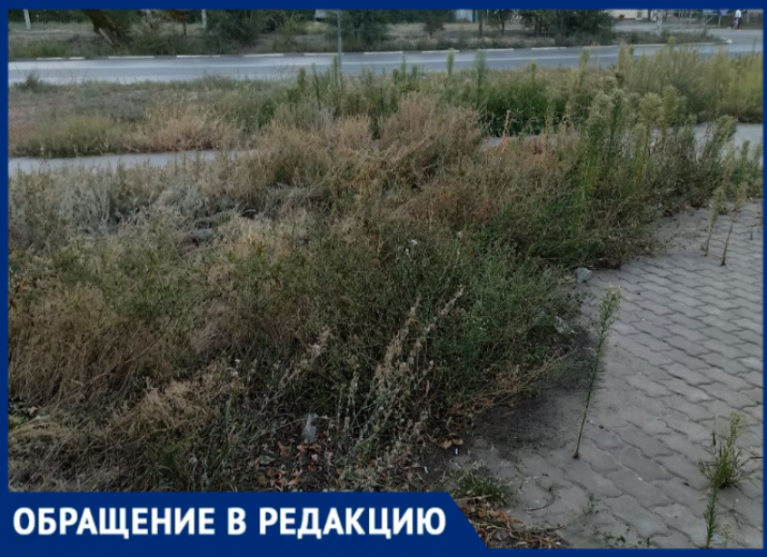 «Косили, не докосили»: волжане возмущены заброшенным покосом в 27-м микрорайоне