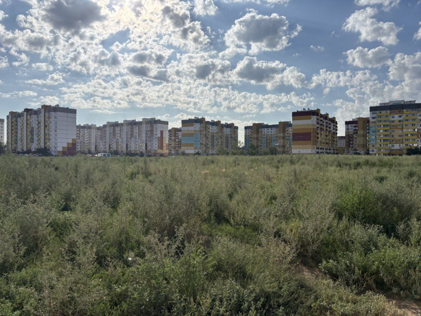 В непролазные джунгли превратилось место, где волжане годами ждут новую школу