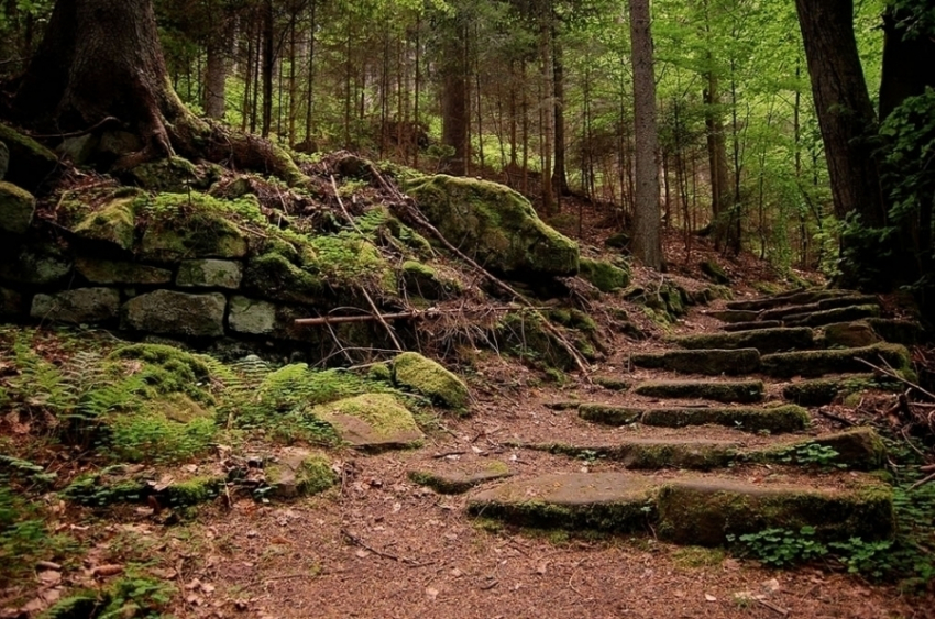 Под Волгоградом в лесу нашли неопознанный труп