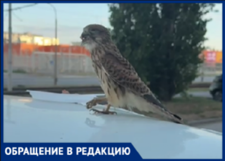 Неравнодушный волжанин спас изможденного сокола, брошенного на произвол судьбы