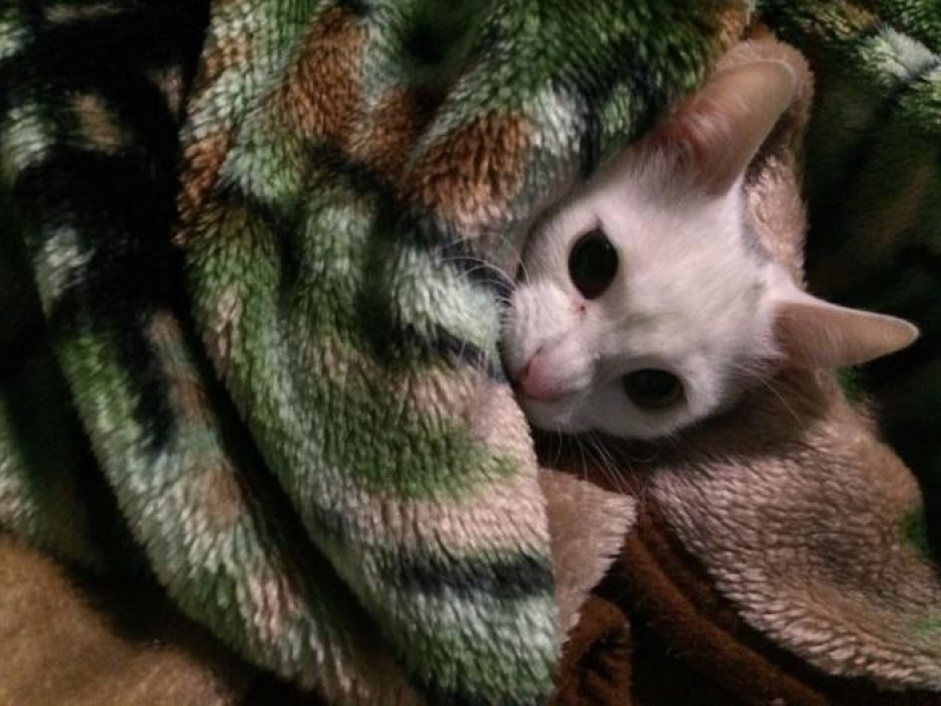 В субботу в Волжский пришел «Питер": дождь и холод пообещали метеорологи