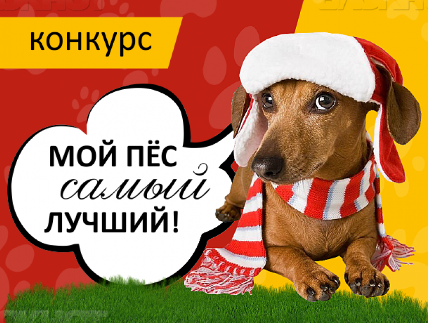 "Блокнот Волжского» завершил прием заявок на участие в конкурсе «Мой пес самый лучший"