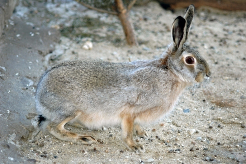 Волжанину грозит до двух лет лишения свободы за незаконную охоту на зайца-русака