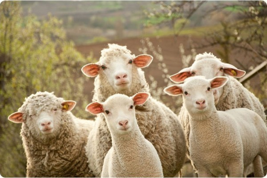 Под Волгоградом у селянина арестовали стадо овец в счет 100-тысячного долга