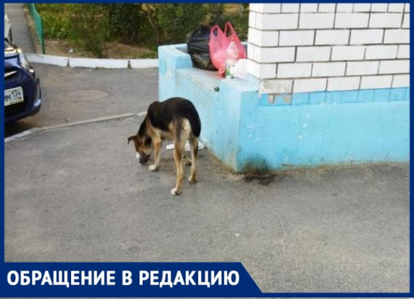 Агрессивные бродячие псы нападают на жителей Волжского