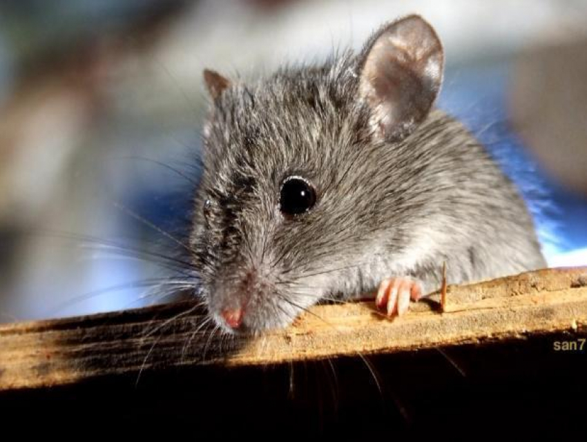 Бегающие мыши по кабинету гинеколога шокировали волжанку
