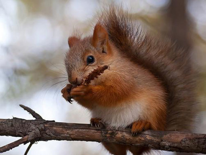Прыгающую по деревьям белку, сняли на видео жители Волжского