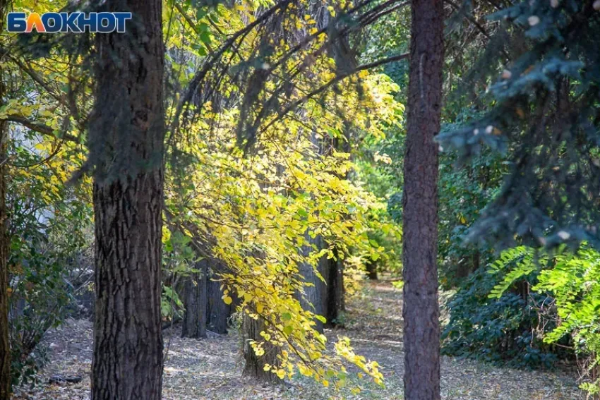 Опять без солнца: погода на воскресенье 