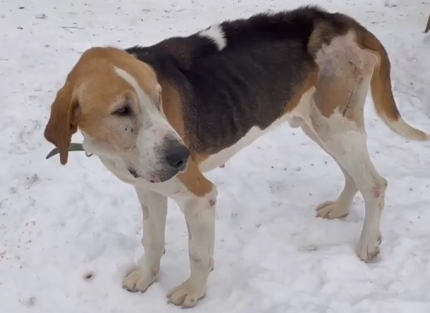 В Волжском волонтеры спасли от ампутации лапы собаку из Элисты