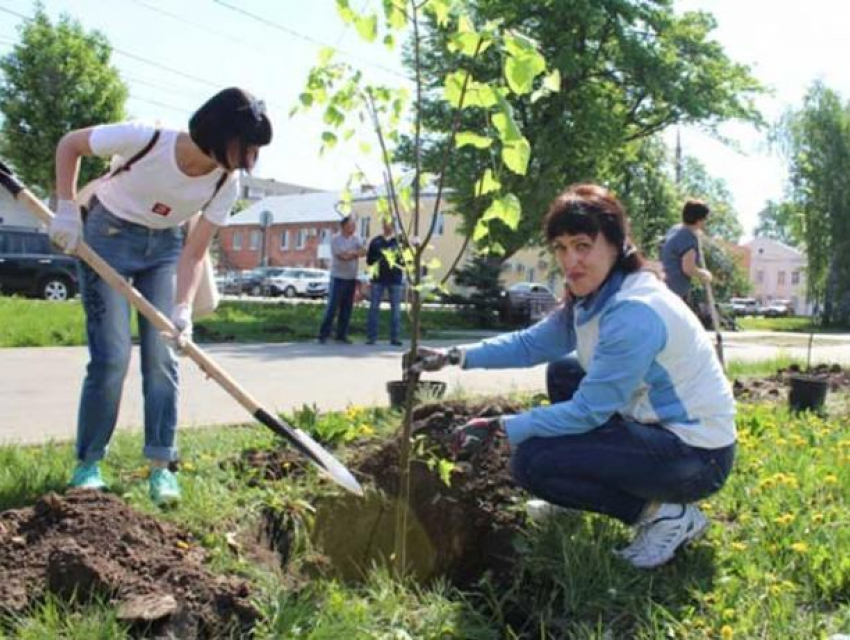 Двадцать лип украсят одну из улиц Волжского