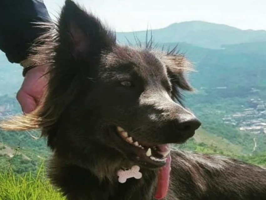 Собака из Волжского проводит самоизоляцию на вершине итальянских холмов