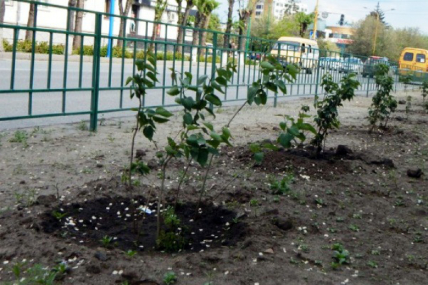 Специалисты пытаются спасти поврежденные вандалами саженцы сирени в Волжском 