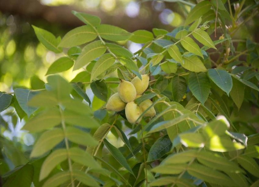 В ботаническом саду Волгограда собрали более 5 кг плодов ореха серого
