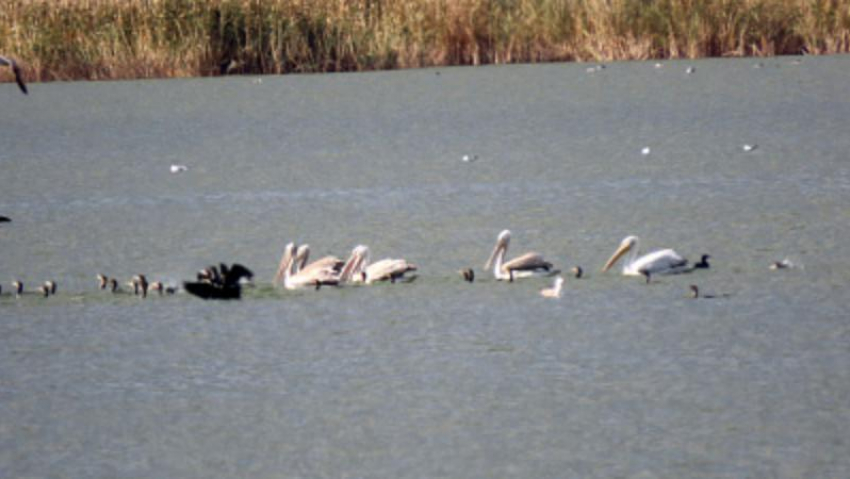 Краснокнижные кудрявые пеликаны выбрал новые дома рядом с Волжским