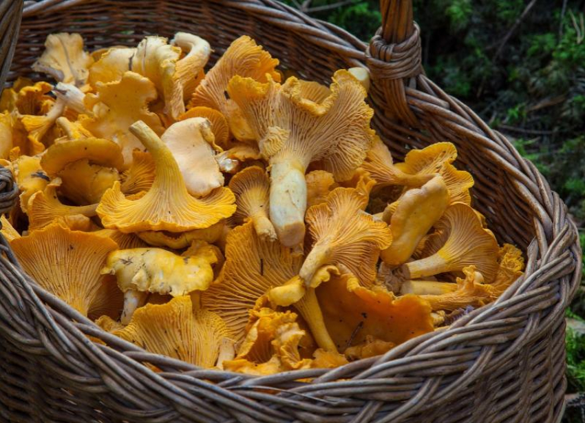 В Волгограде пожилые люди отравились грибами, собранными в лесу