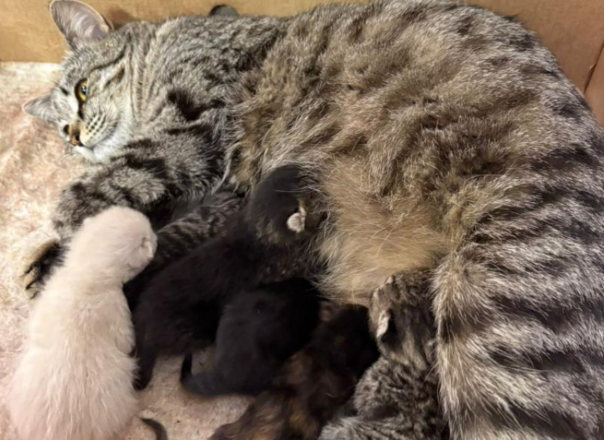 На грани жизни и смерти: новорожденные малыши в поисках любящей семьи