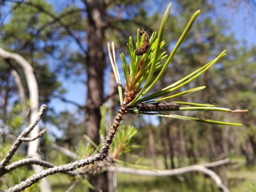 В Волгоградской области планируют обработку лесов от вредителей на 4 тысячи га