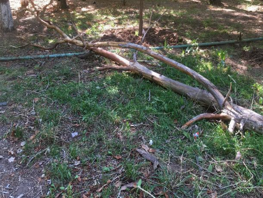 Срубленное дерево и куча веток заполонили территорию возле детской поликлиники в Волжском