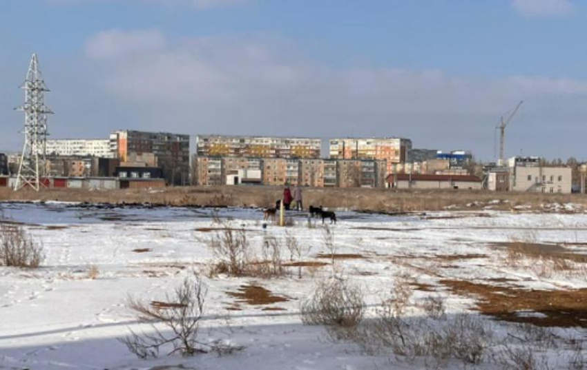 Уличные собаки стаей кинулись на женщину в Волжском: ВИДЕО