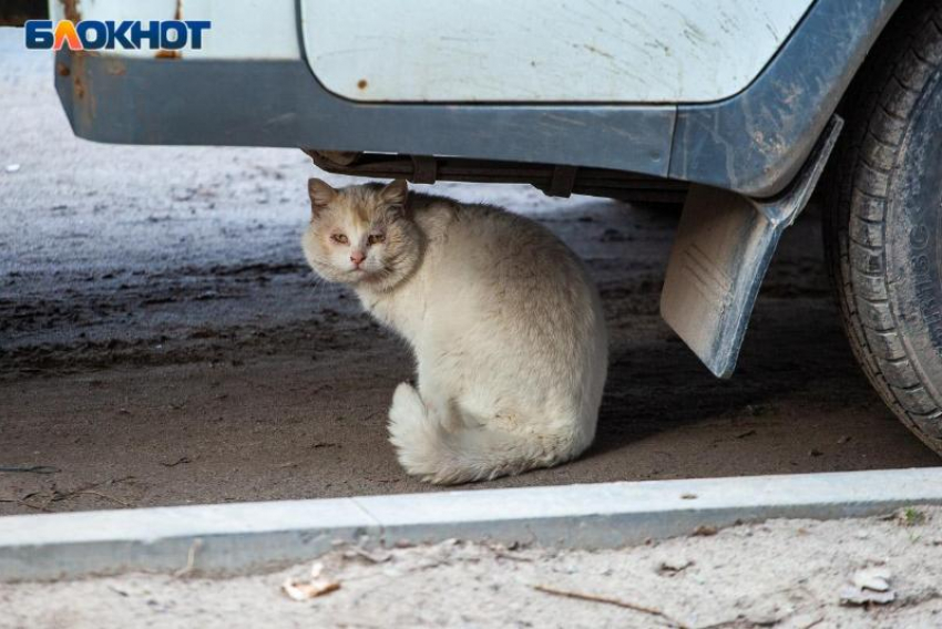 Бешеный кот пришел к семье и умер в Волгоградской области: введен карантин