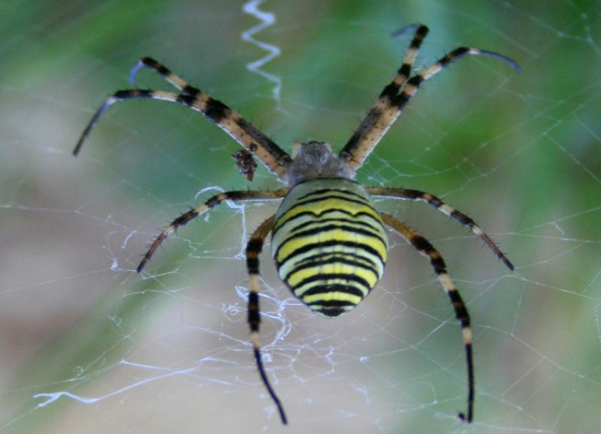 Яркий и опасный паук-оса обитает в Волжском