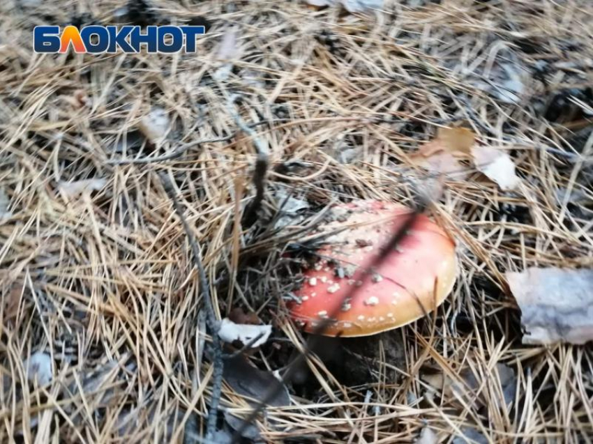 Какие грибы растут в Волгоградской области и когда настанет время тихой охоты