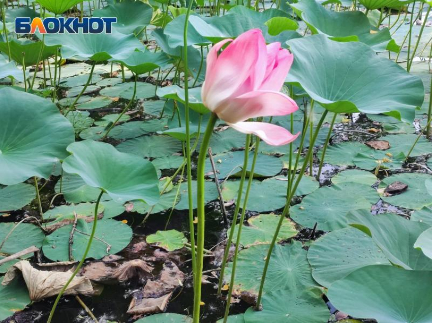 Лотосы высадили на озере Круглом в Волжском