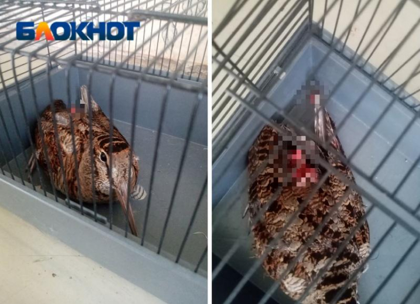 Замученная птица с оторванным хвостом скончалась на руках зоозащитников в Волжском