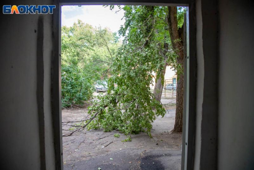 В Волжском на валку и вырезку ветвей деревьев выделили больше 3 миллионов рублей 